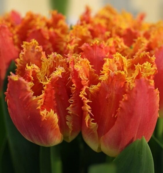 Tulpe bārkstainā Joint Division 1 gab