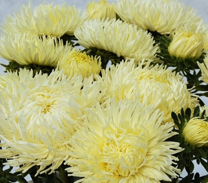 Asteres ķīnas Dragon Yellow 500 gab Satimex