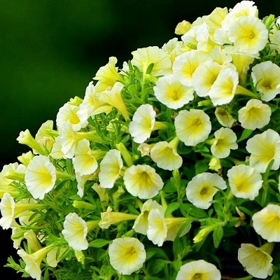 Petūnija Shock Wave Yellow  F1  5 gab PanAmericanSeed