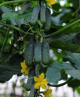 Gurķi EKOL F1 15 gab Syngenta