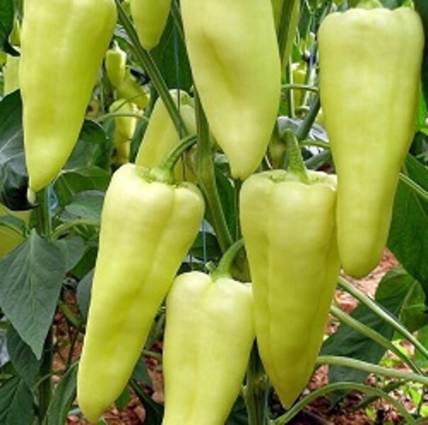 Paprika ELMAS F1 5 gab Yuksel Tohum