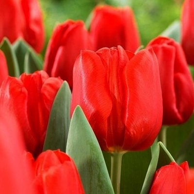 Tulpe triumfa Escape 1 gab