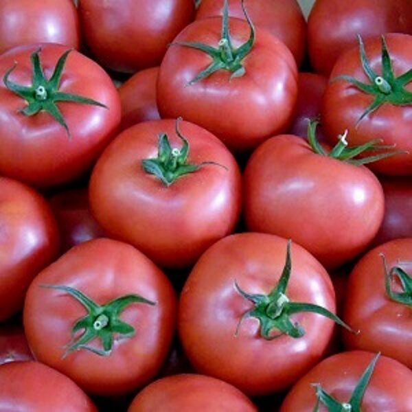 Tomāti ESMIRA F1 15 gab Rijk Zwaan