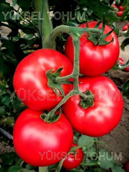 Tomāti EURASIA F1 5 gab Yuksel TOHUM