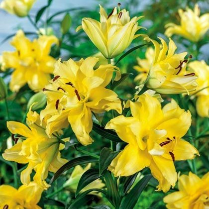 Lilija EXOTIC SUN 3 gab