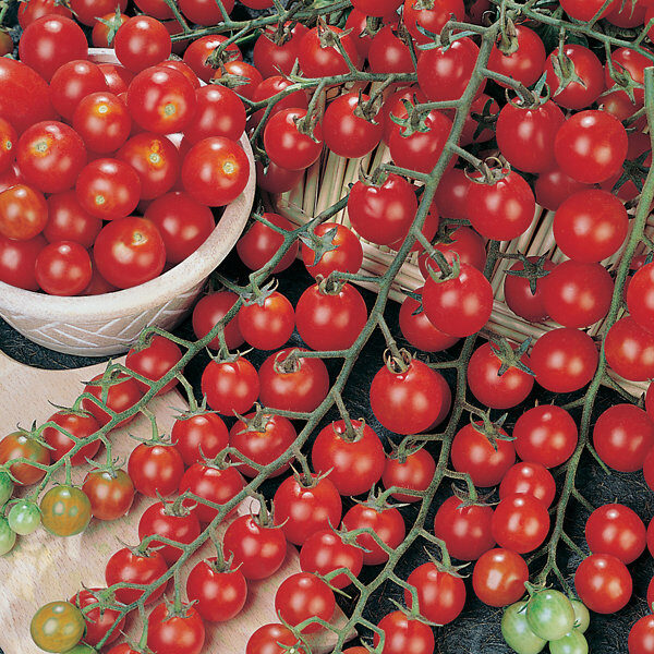 Tomāti FAVORITA F1 9 gab De Ruiter Seeds