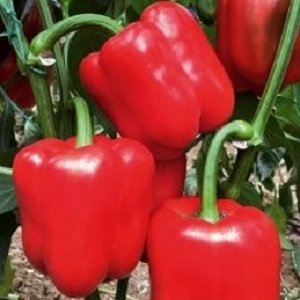 Paprika Felicita F1 5 gab Yuksel Tohum