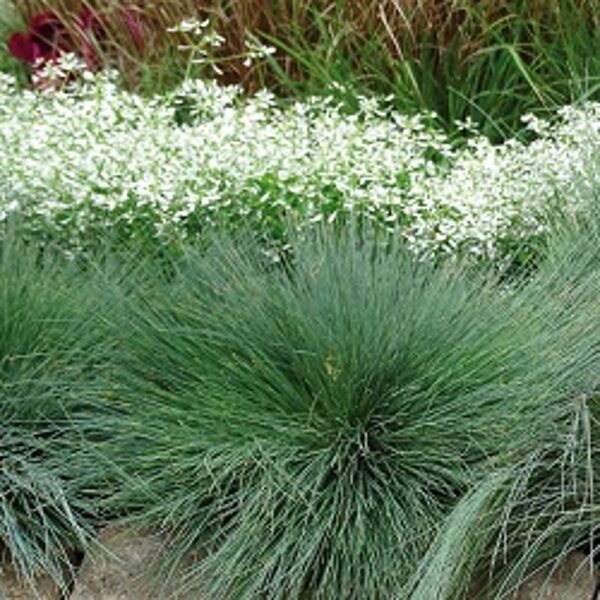 Zilganzaļā auzene FESTINA 0.2 g Graines Voltz