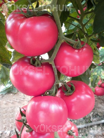 Tomāti PINK PANTER F1 3 gab YUKSEL TOHUM