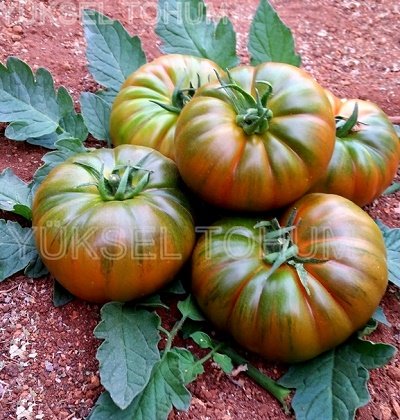 Tomāti BOCAMEGRA F1 3 gab Yuksel Tohum