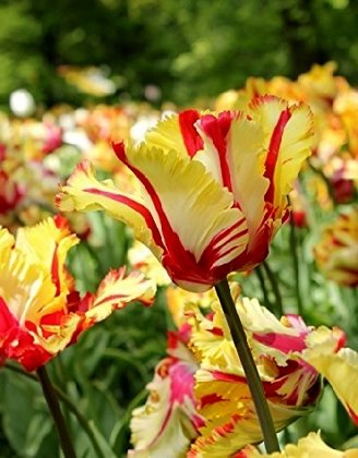 Tulpe papagaiļveida Flaming Parrot 1 gab