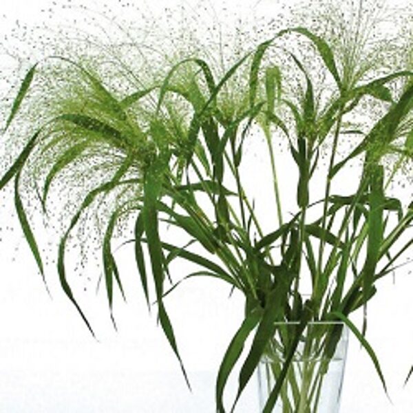   Graudzāle - Sāre īstā FONTAINE 15 gab Graines Voltz