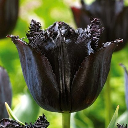 Tulpe bārkstainā Fringed Black® 1 gab
