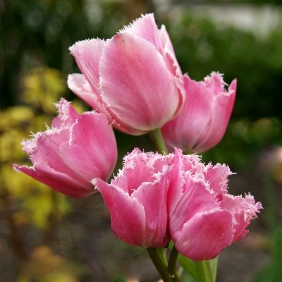 Tulpe bārkstainā Fringed Family 1 gab