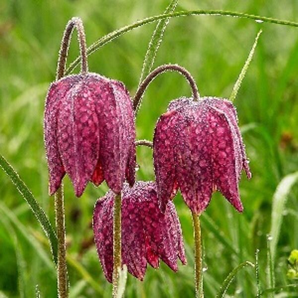 Fritilārija rūtainā Meleagris 5 gab 