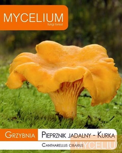 Gaileņu micēlijs 10 g Mycelium