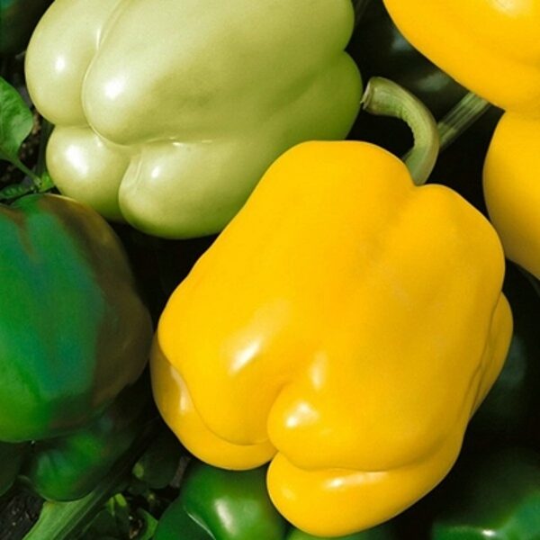 Paprika GELBY  F1 5 gab Semo