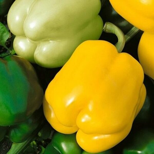 Paprika GELBY  F1 10 gab Semo