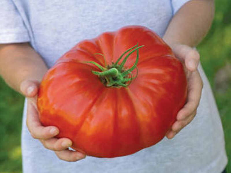 Tomāti GIGANTOMO F1 5 gab Grainez Voltz