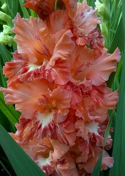 Gladiolas 425 DVORJANSKAJA USADBA 5 gab