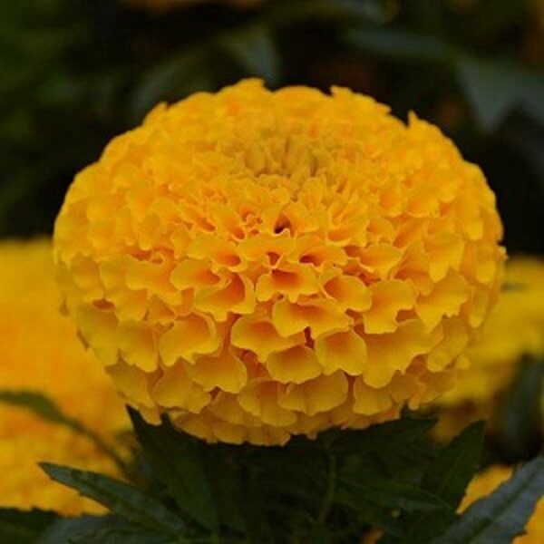 Samtenes Taishan® Gold African 10 gab PanAmericanSeed