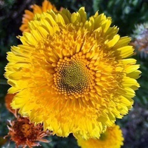 Kliņģerīte PRINCESS GOLDEN 25 gab Volmary