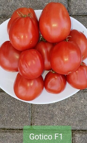 Tomāti GOTICO F1 15 gab ISI Sementi