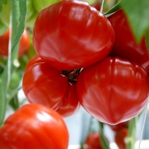 Tomāti GOURMANDIA F1 15 gab Clause