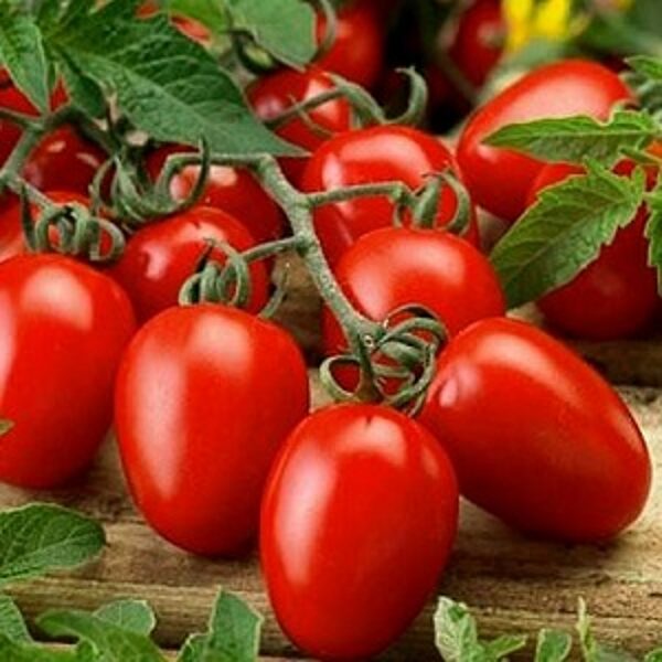 Tomāti GRANADERO F1 15 gab Enza Zaden