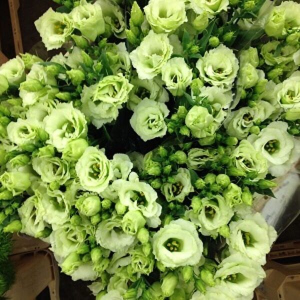 Lielziedu lizantes Arena  3 Green F1  10 granulas Takii Seed