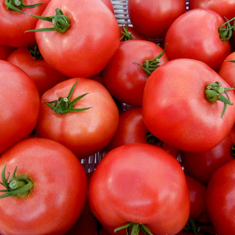 Tomāti GRUMIRA F1 5 gab Syngenta