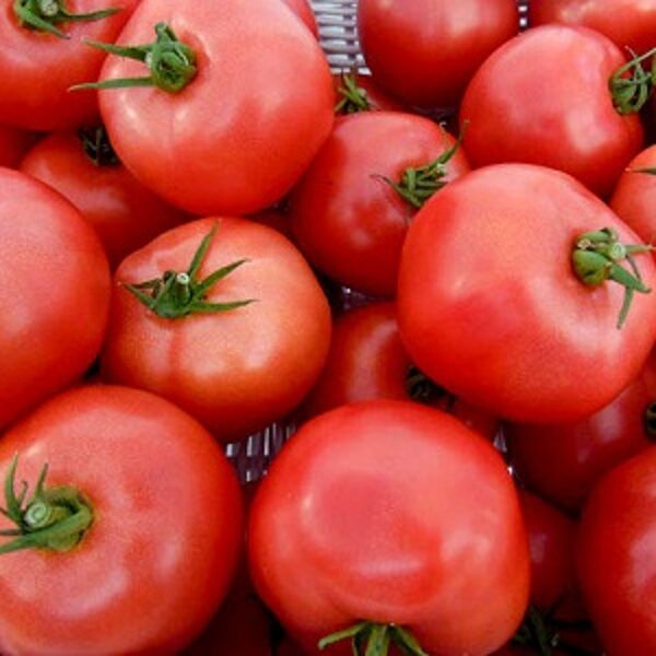 Tomāti GRUMIRA F1 50 gab Syngenta