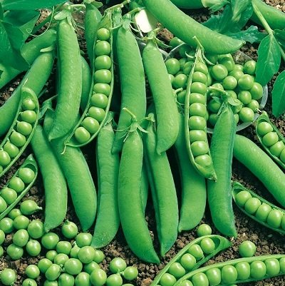 ZIRŅI GRUNDY F1 100 g Syngenta