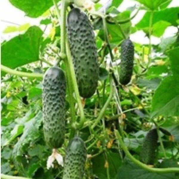 Gurķi SV3506CV F1 50 gab Seminis