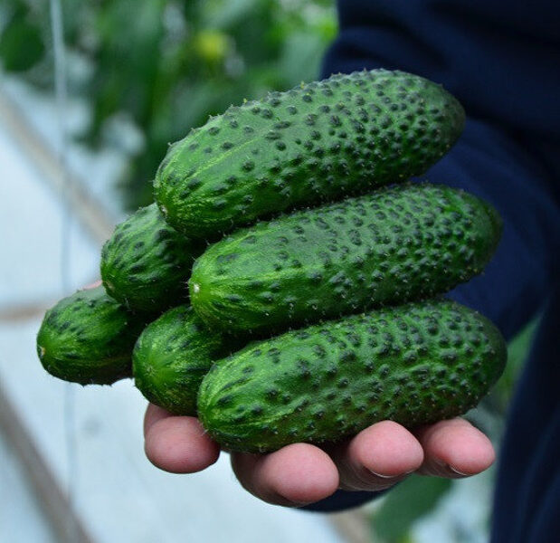 Gurķi SV4097 F1 250 gab Seminis