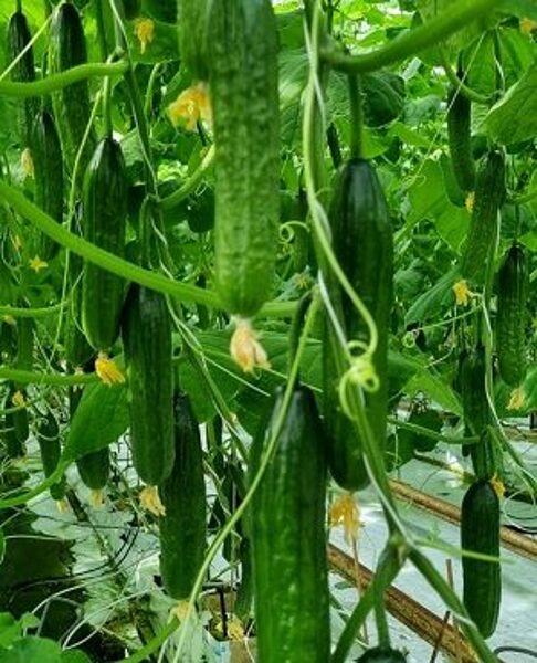 Gurķi BAYRAQ F1 9 gab YUKSEL TOHUM