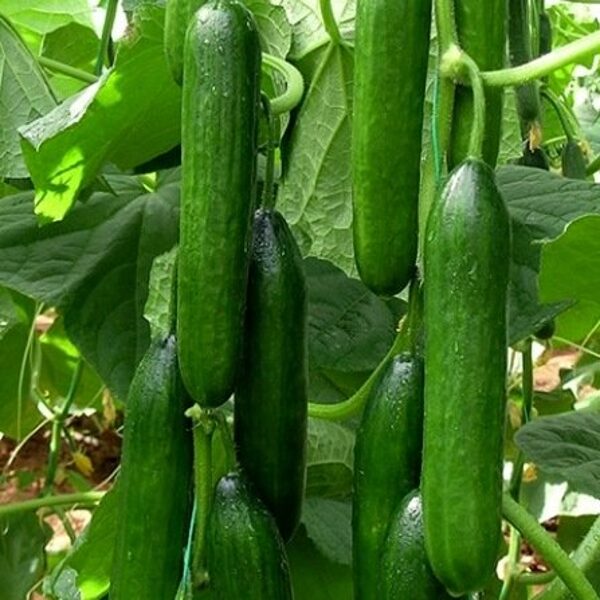 Gurķi CEVHER F1 30 gab Yuksel Tohum