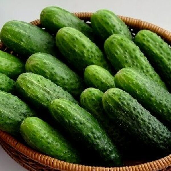 Gurķi CLAUDINE F1 250 gab Seminis