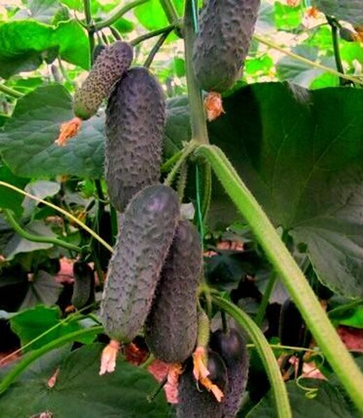 Gurķi Director F1 100 gab Nunhems