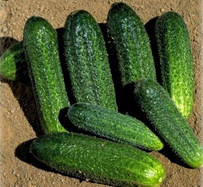 Gurķi DOLOMIT F1 100 gab Nunhems 