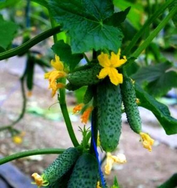 Gurķi GUNNAR F1 100 ( P) gab Enza Zaden