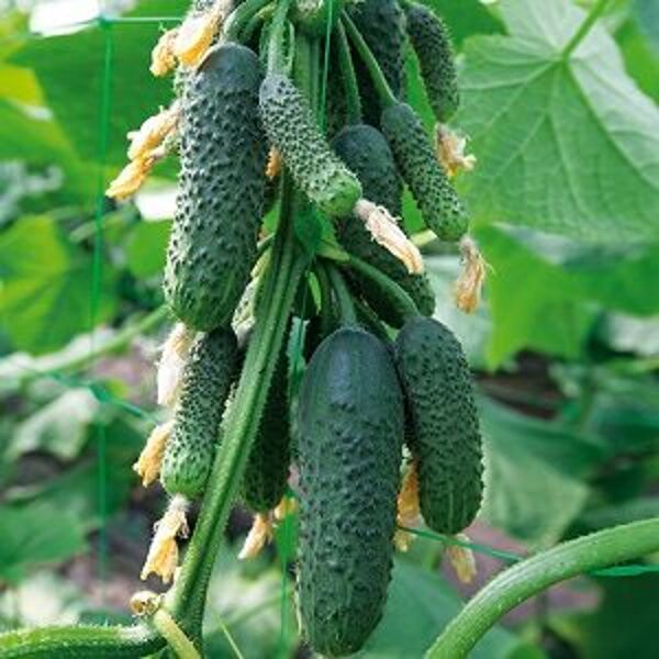 Gurķi KAMINARI F1 100 gab Kitano Seed