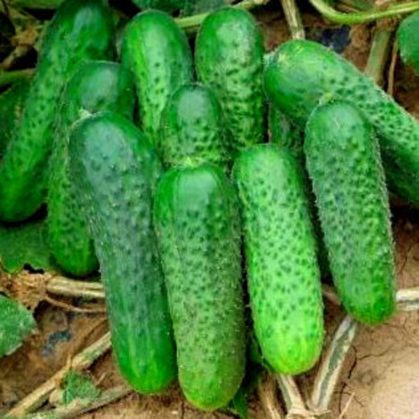 Gurķi MANDY F1 250 gab Seminis