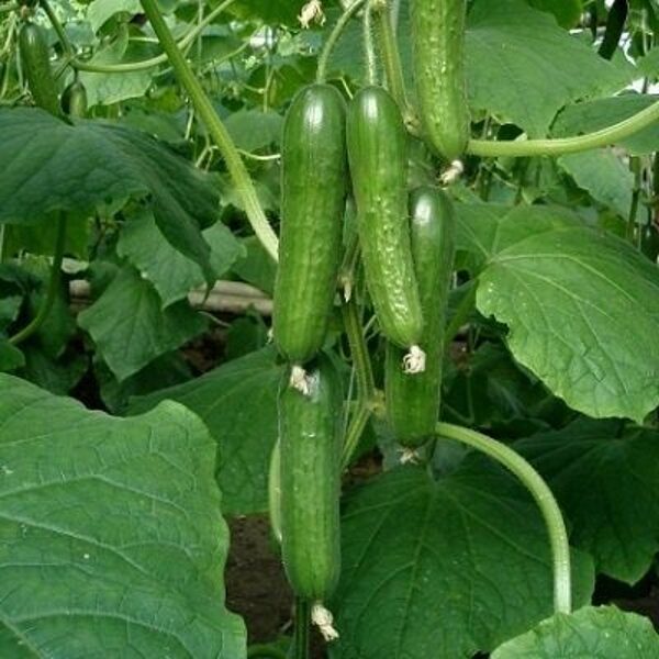 Gurķi MELEN F1 100 gab Enza Zaden