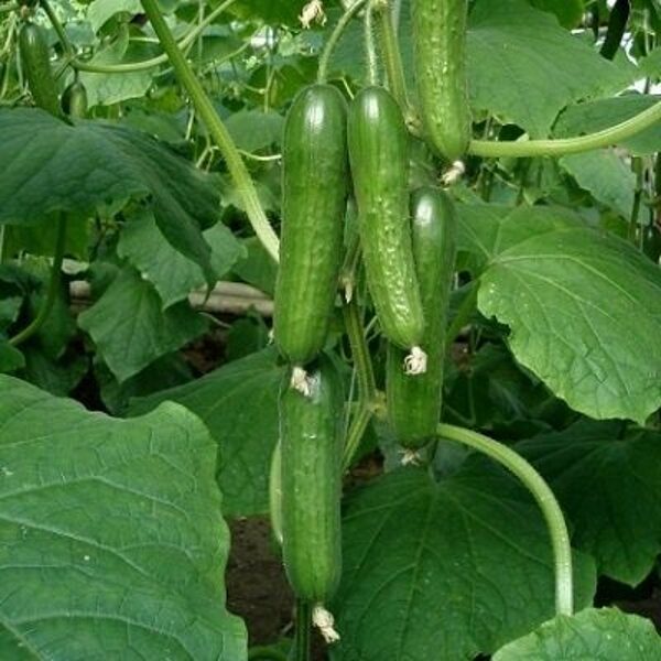 Gurķi MELEN F1 30 gab Enza Zaden