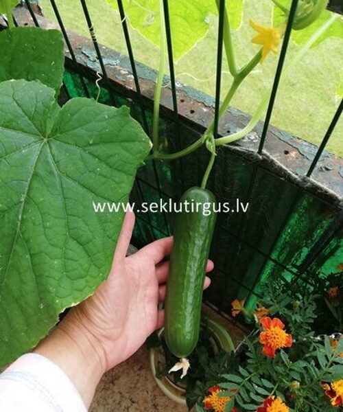 Gurķi MELEN F1 100 gab Enza Zaden