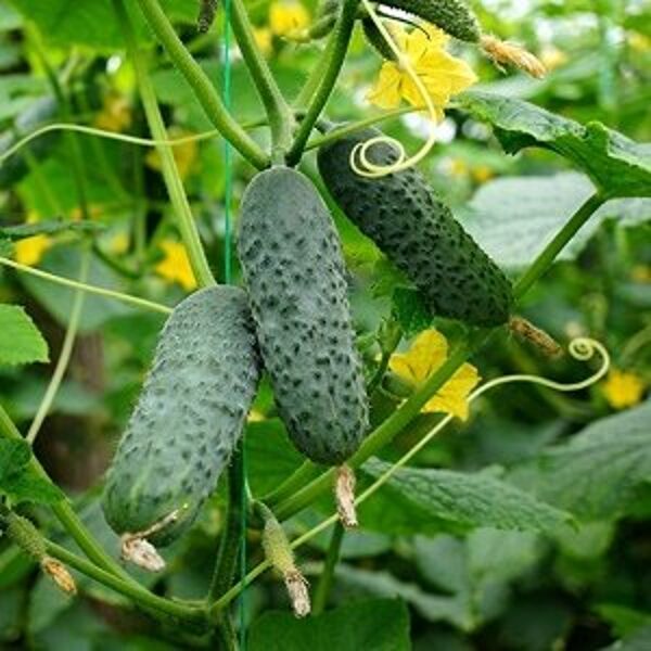 Gurķi NADUSHA F1 100 gab SEMINIS 