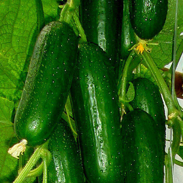 Gurķi PICOLINO F1  50 gab Enza Zaden