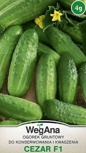 Gurķi CEZAR F1 4 g WegAna