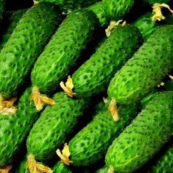 Gurķi PASALIMO F1 100 gab Syngenta